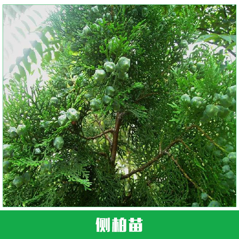 側(cè)柏苗銷售 優(yōu)質(zhì)側(cè)柏 扁柏 側(cè)柏苗 側(cè)柏樹苗 荒山造林綠化 廠家直銷