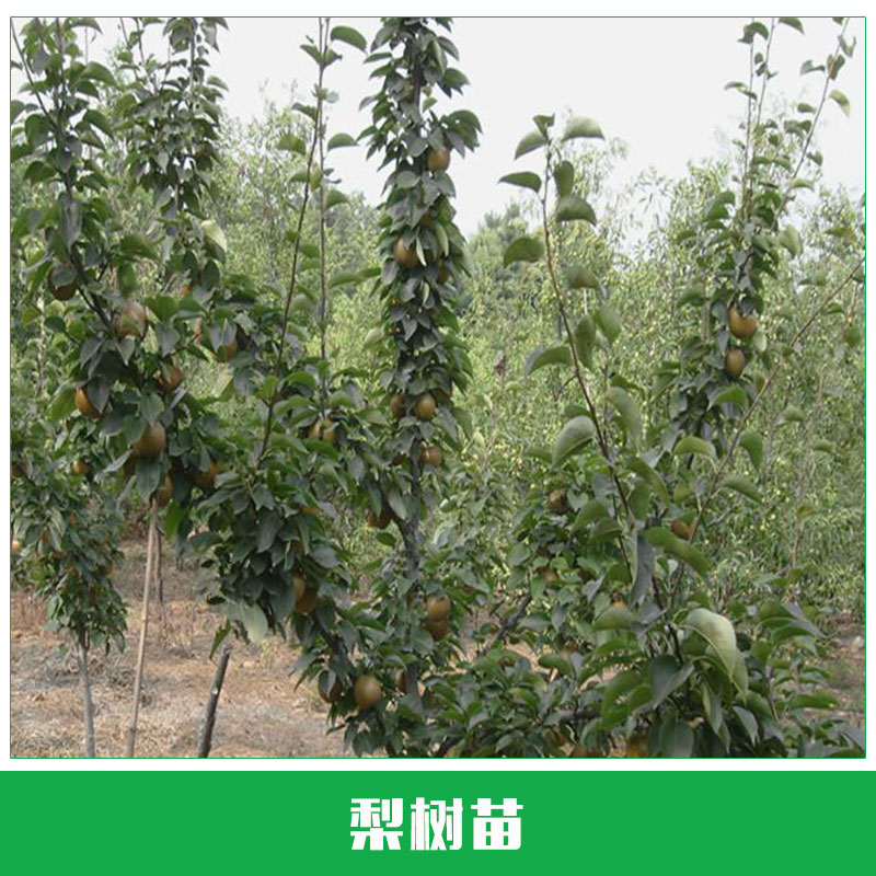 梨樹苗供應(yīng) 梨子苗 新品種樹苗 水多香甜 黃金梨樹苗 果樹苗 嫁接苗 歡迎來電訂購
