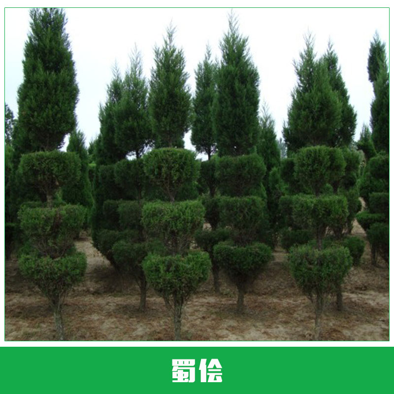 蜀儈價(jià)格 蜀儈 塔柏苗 檜柏 塔柏 蜀檜小苗 北京檜 等各種規(guī)格苗木 批發(fā) 基地 綠化苗木 歡迎來(lái)電咨詢