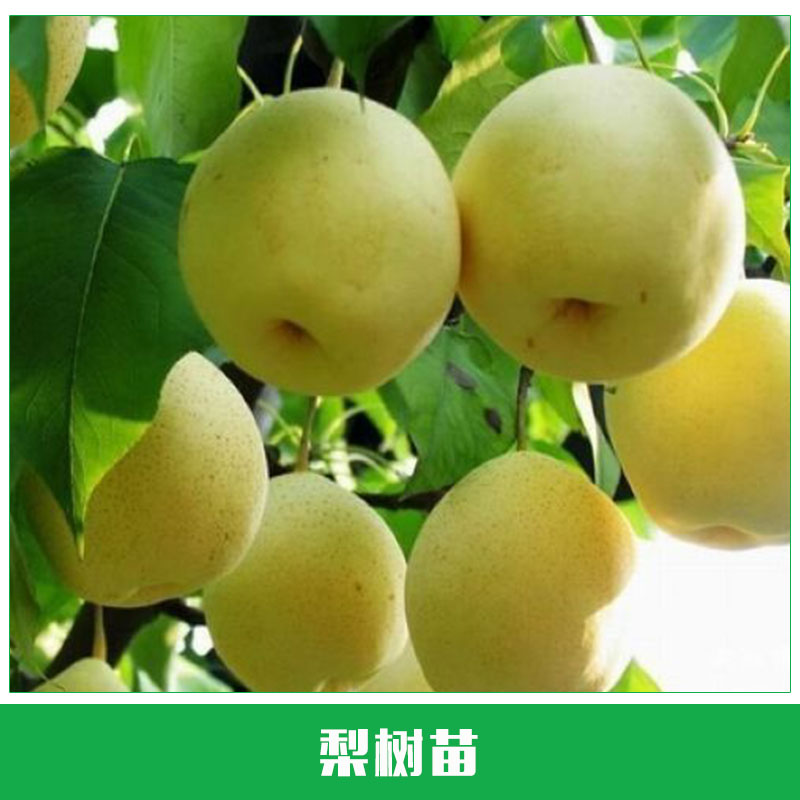 梨樹苗供應(yīng) 梨子苗 新品種樹苗 水多香甜 黃金梨樹苗 果樹苗 嫁接苗 歡迎來電訂購