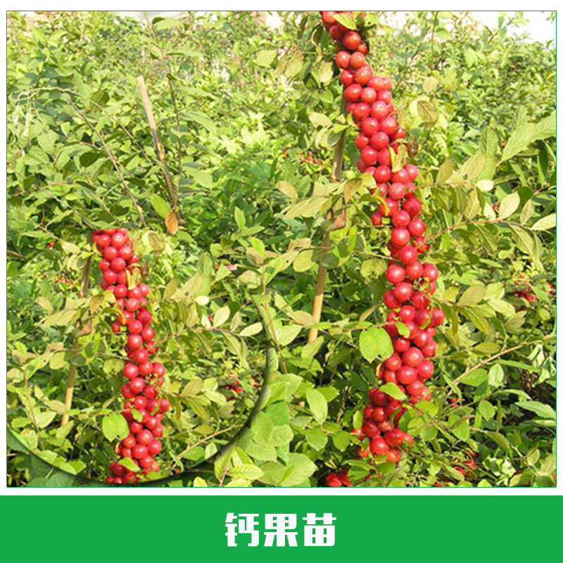 鈣果苗批發(fā) 鈣果苗銷售 果樹苗 鈣果苗 當(dāng)年結(jié)果 耐寒耐旱 歡迎來電咨詢