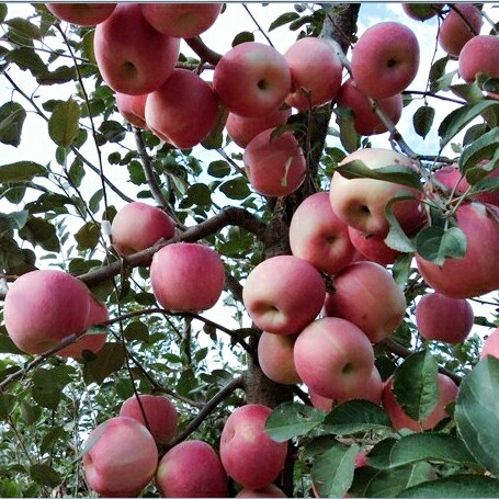 濰坊蘋果嘎啦蘋果 濰坊嘎啦蘋果