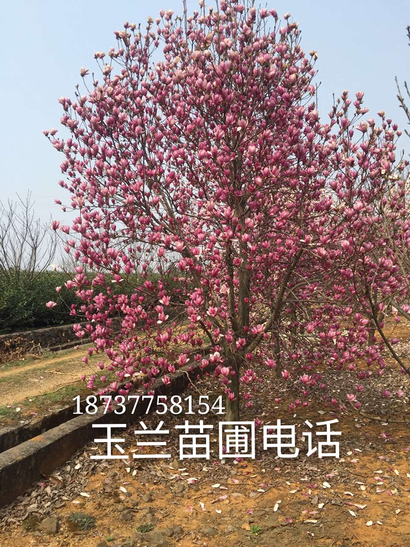 供應(yīng)紅玉蘭樹(shù)苗，河南紅玉蘭樹(shù)苗，南陽(yáng)紅玉蘭樹(shù)苗批發(fā)