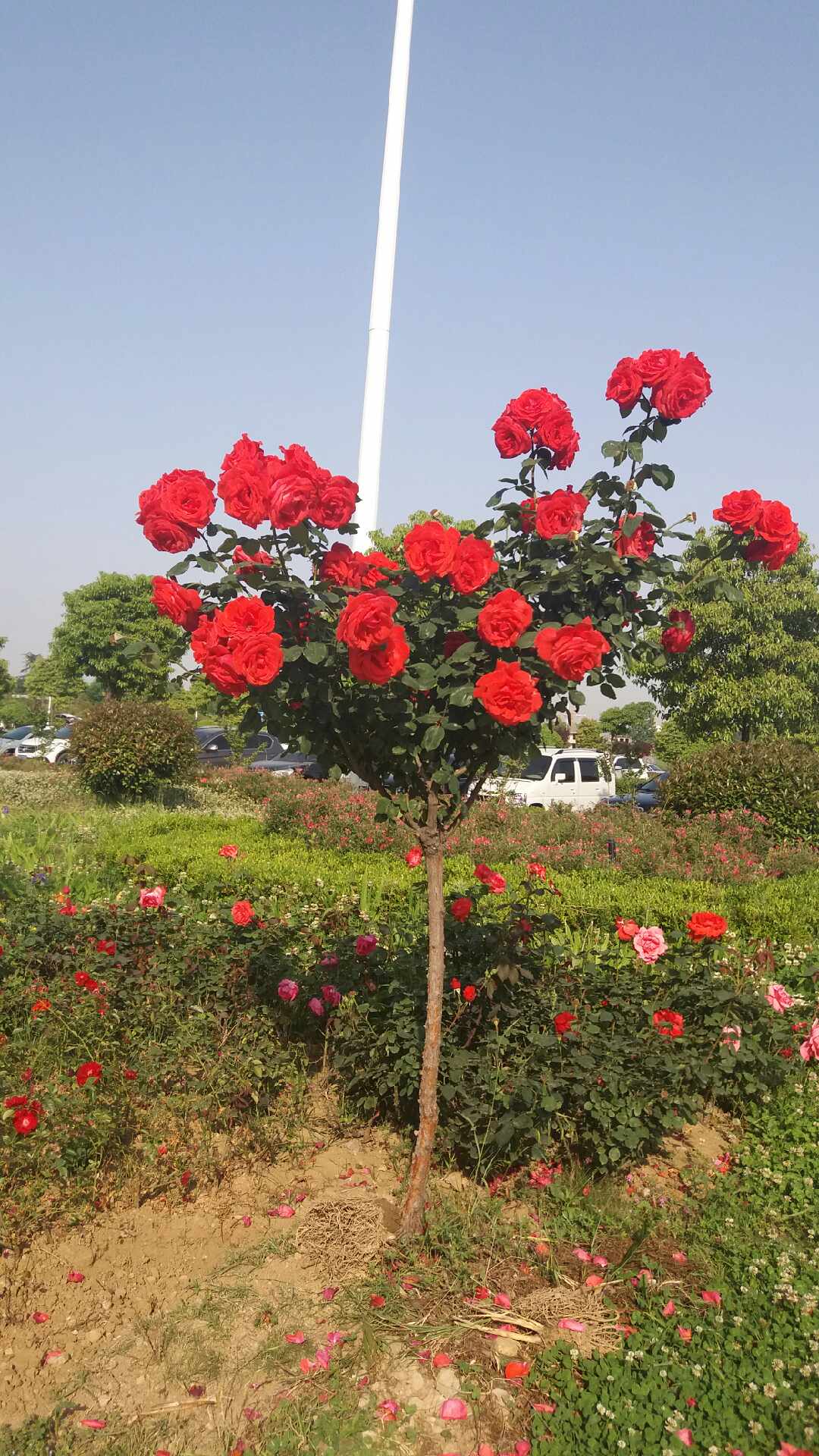 供應(yīng)南陽*香花刺