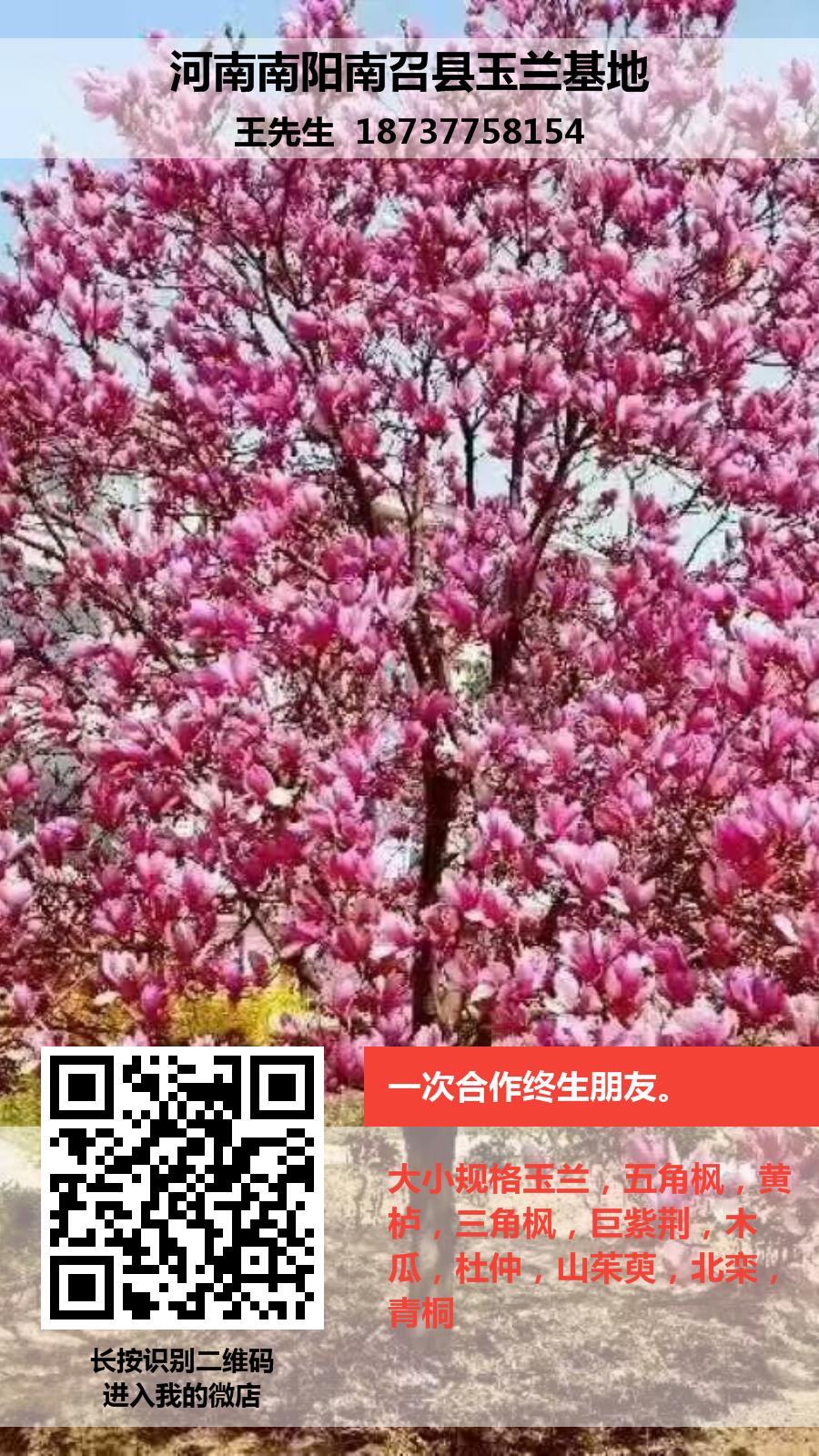 供應(yīng)紅玉蘭樹(shù)苗，河南紅玉蘭樹(shù)苗，南陽(yáng)紅玉蘭樹(shù)苗批發(fā)