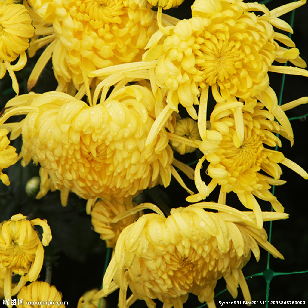 供應(yīng)哪里有菊花熱泵烘干機(jī)賣，熱泵烘干機(jī)哪個品牌好