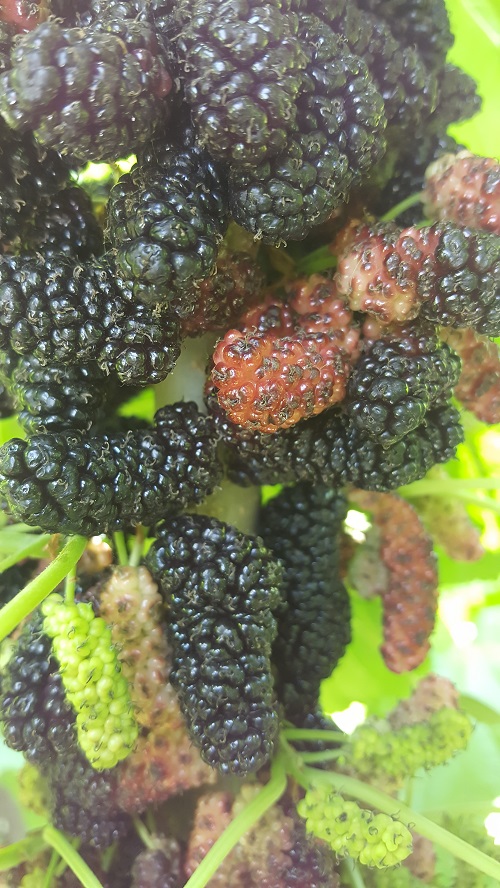 供應(yīng)果桑新品種