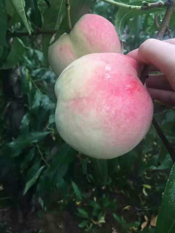 冬蜜脆桃苗 河北冬蜜脆桃苗  邯鄲冬蜜脆桃苗 新品 冬蜜脆桃苗 新品 冬蜜脆桃苗河南