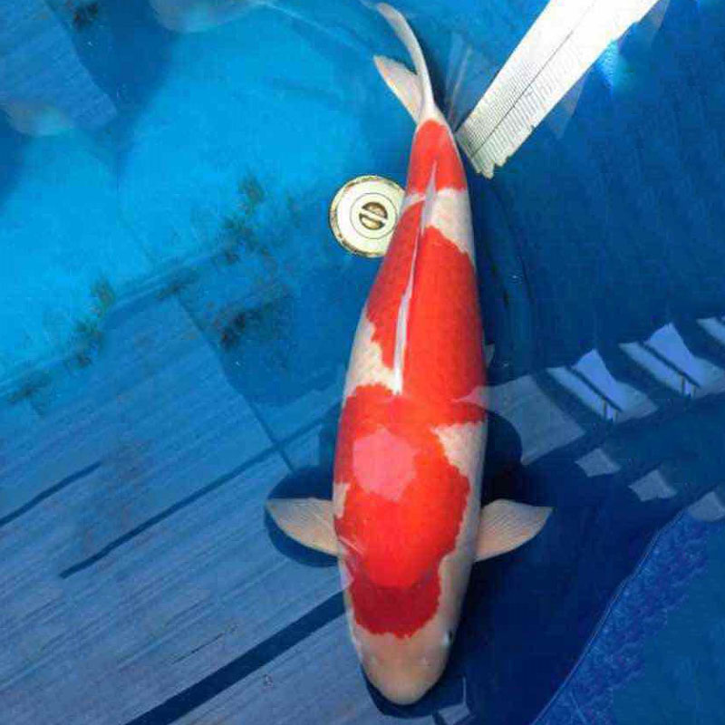 廣州錦鯉魚(yú) 日系紅白錦鯉 觀賞魚(yú)活體 大小錦鯉魚(yú) 巨鯉后代 漁場(chǎng)直銷(xiāo) 包活包損