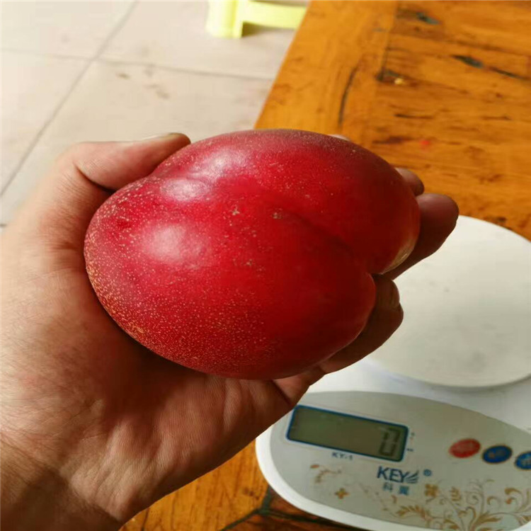 兩公分品種桃樹苗多少錢 秋彤 春密 黃金蟠桃 桃樹苗品種介紹