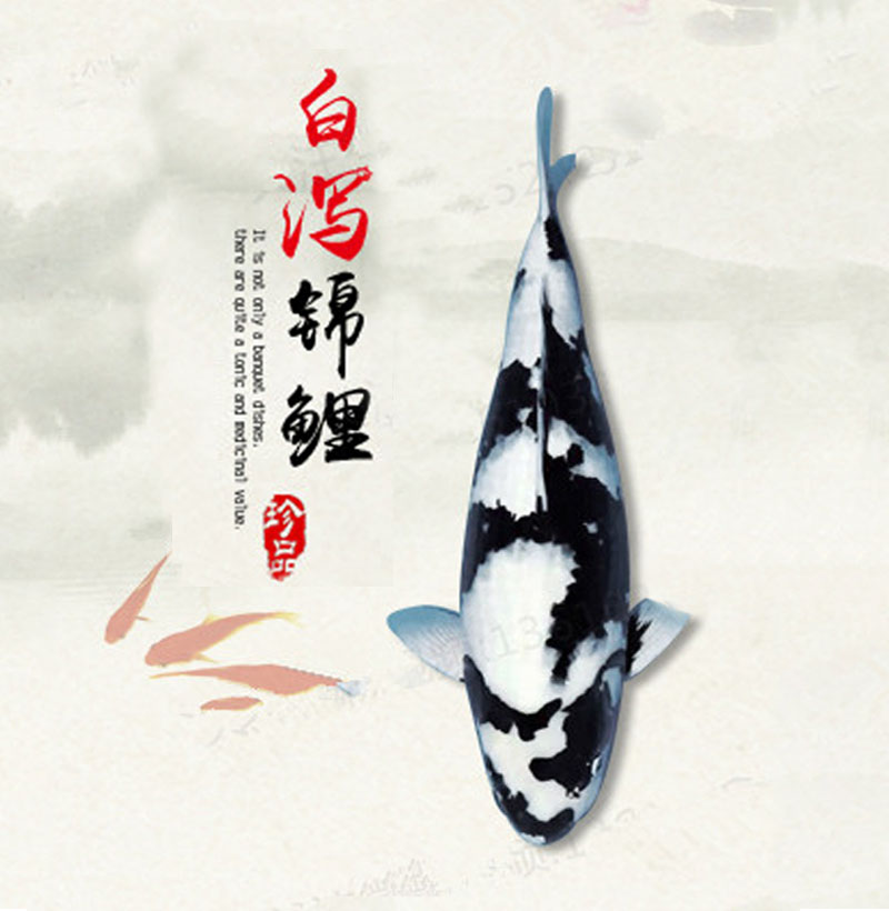 白寫錦鯉 廣州漁場直銷零售批發(fā)