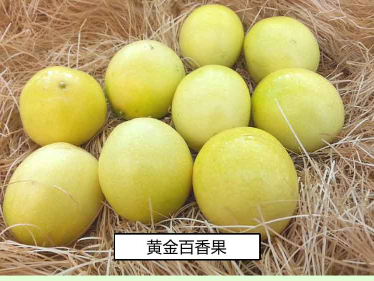 供應(yīng)黃金百香果 香甜黃金百香果 廣西黃金百香果批發(fā)