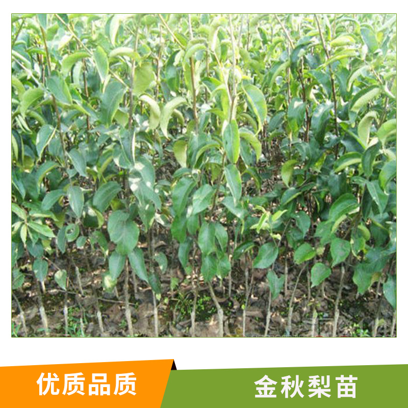 湖南 金秋梨苗 基地直銷供苗 銷售黃金梨樹苗 金秋梨苗 梨樹種苗 產(chǎn)量高