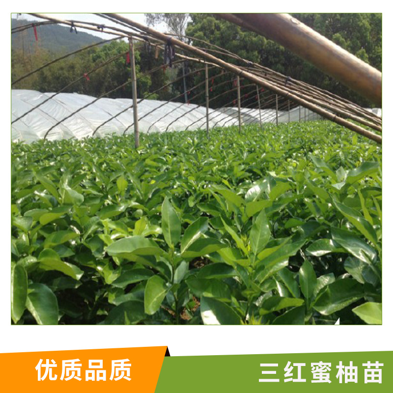 基地果樹批發(fā) 三紅柚子樹 三紅蜜柚苗 掛果柚子樹苗量大優(yōu)惠