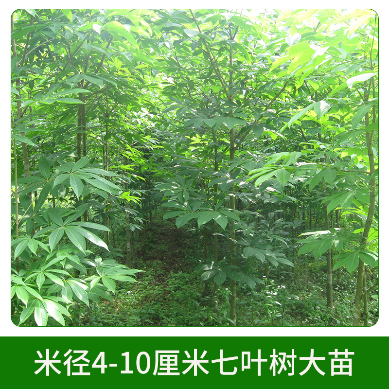 米徑4-10厘米七葉樹大苗 工程苗綠化苗木 行道綠化苗 七葉樹小苗 大小規(guī)格齊全 歡迎來電咨詢