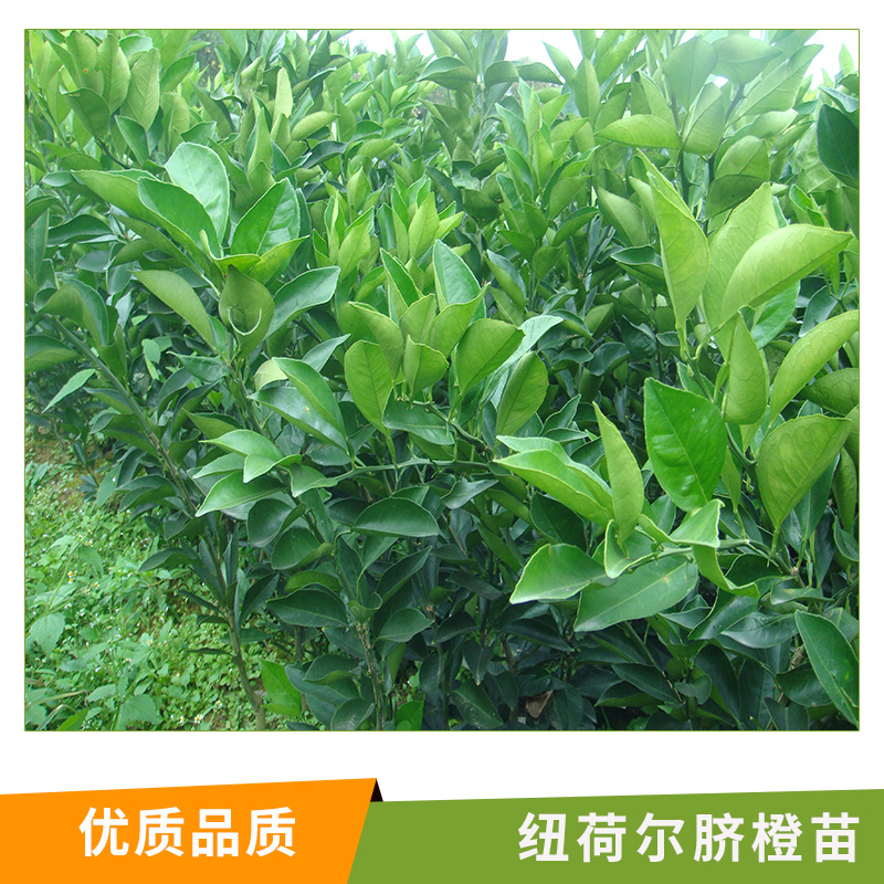 湖南 紐荷爾臍橙苗基地批發(fā) 嫁接果樹 橙子樹苗 甜橙血橙紅肉臍橙苗