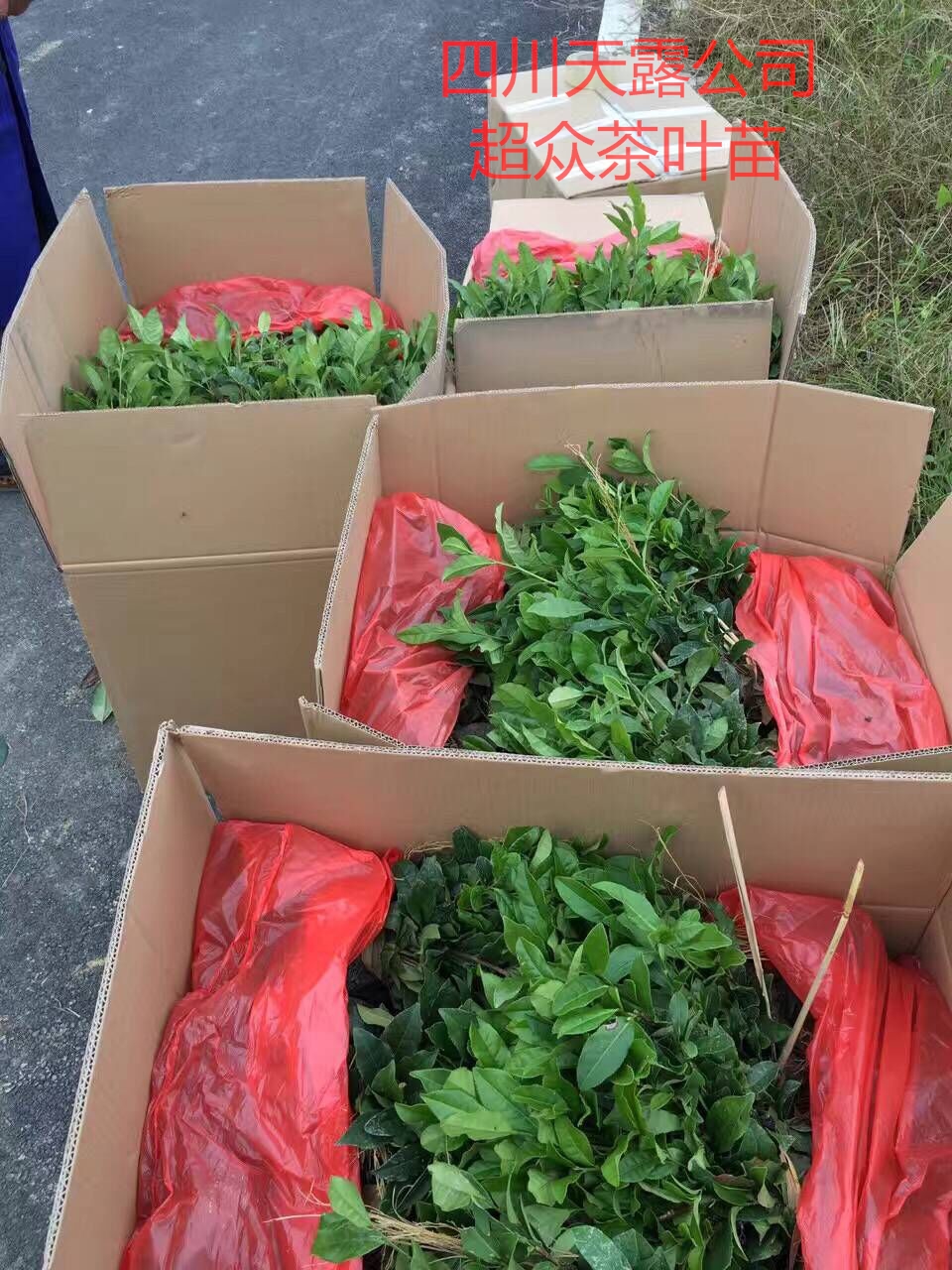 海南大葉種茶苗，四川大葉種茶苗，云南大葉種茶苗