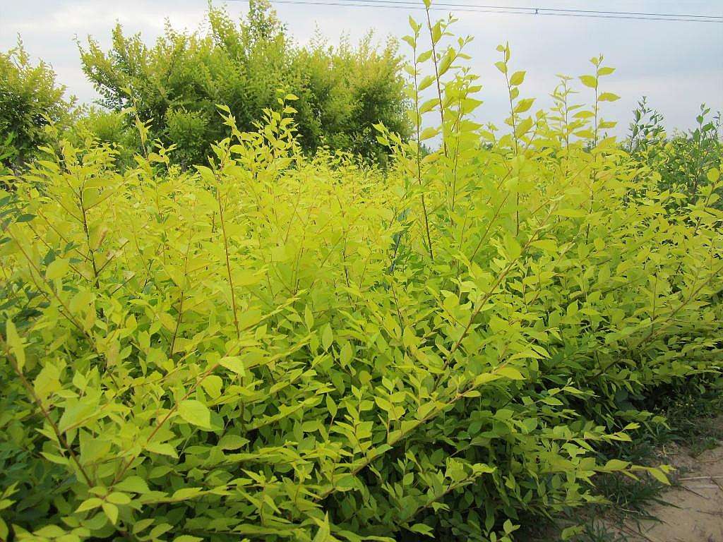 供應(yīng)金葉榆苗木出售 高接金葉榆苗木批發(fā) 高接金葉榆苗木供應(yīng)商