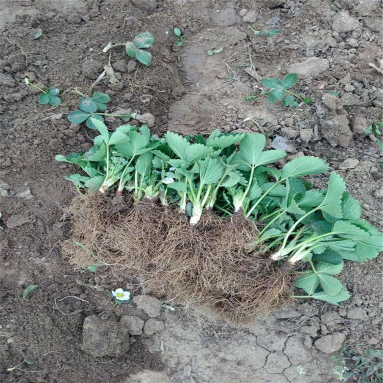 供應甜寶草莓苗廠家 山東甜寶草莓苗批發(fā)基地 大棚種植甜寶草莓苗