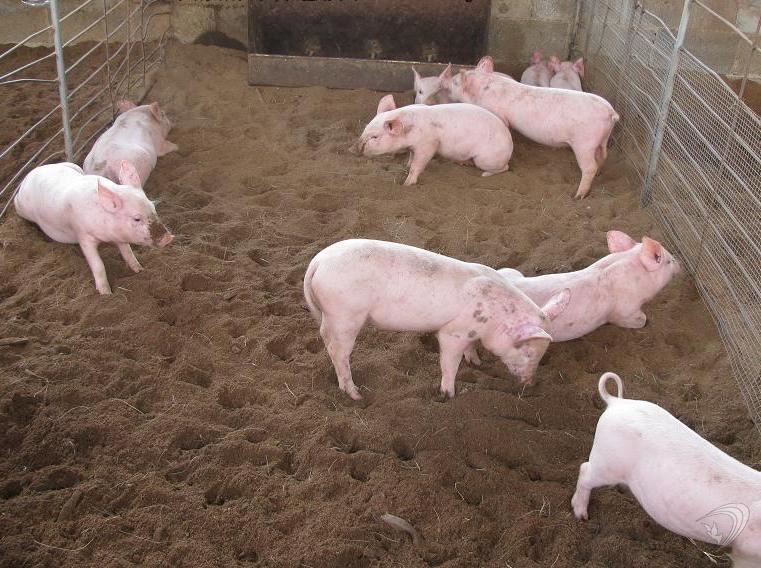 金寶貝干撒式發(fā)酵床養(yǎng)豬菌種菌劑菌苗生態(tài)養(yǎng)豬技術