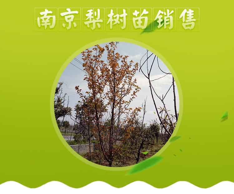 梨樹，報(bào)價(jià)，廠家，直銷商【南京萬博花卉園蘇進(jìn)銀杏果樹盆景經(jīng)銷處】