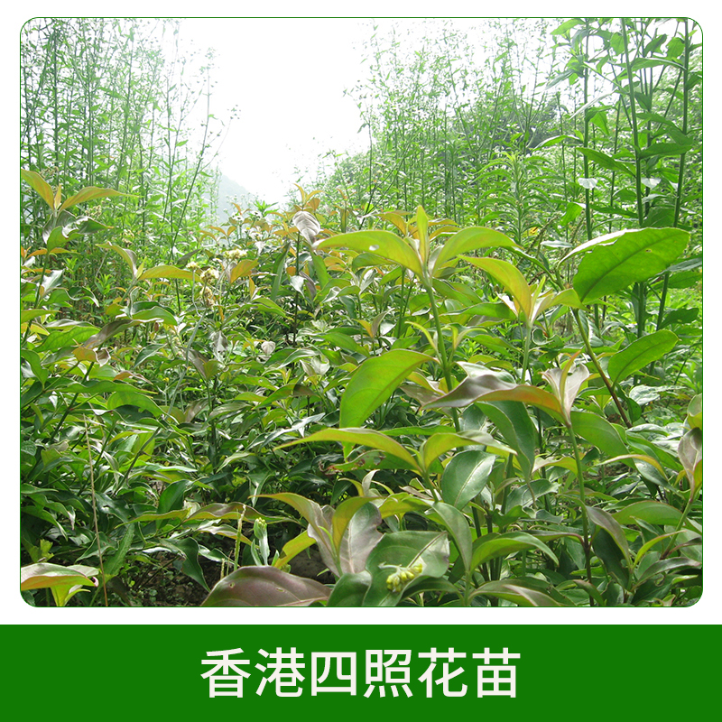 香港四照花苗直銷 山茱萸科秀麗四照 香港秀麗四照花 歡迎來電咨詢