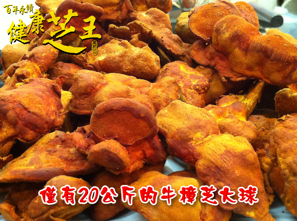 4年半生鮮牛樟芝大球球菇健康芝王牛樟芝純樟菇4年半37.5g