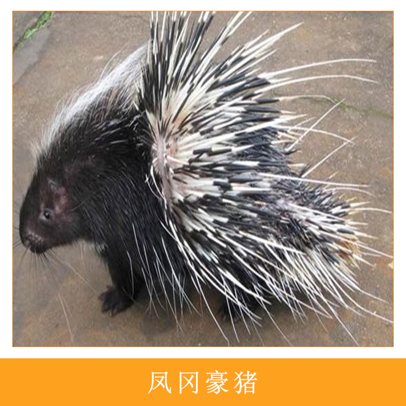 特種獸畜養(yǎng)殖場鳳岡*人工生態(tài)養(yǎng)殖食用型*刺豬箭豬