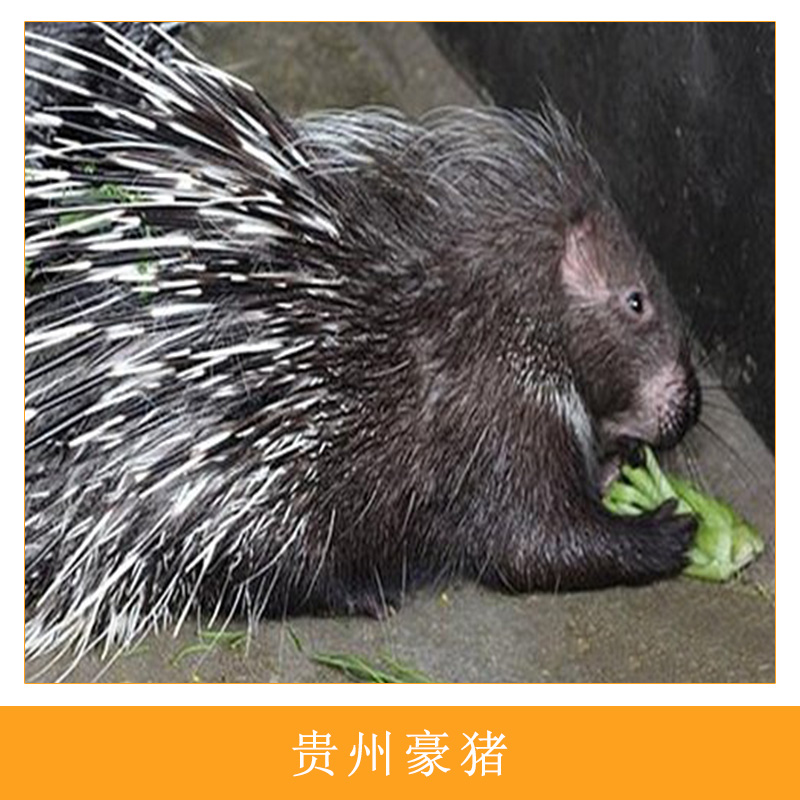 貴州*養(yǎng)殖場(chǎng)人工生態(tài)養(yǎng)殖特種獸畜刺豬/*高營(yíng)肉食用*