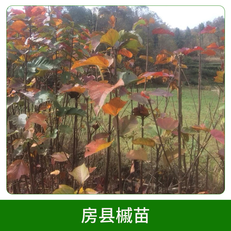房縣槭苗直銷 彩葉樹種房縣槭苗苗木苗圃 綠化苗木 歡迎來電訂購