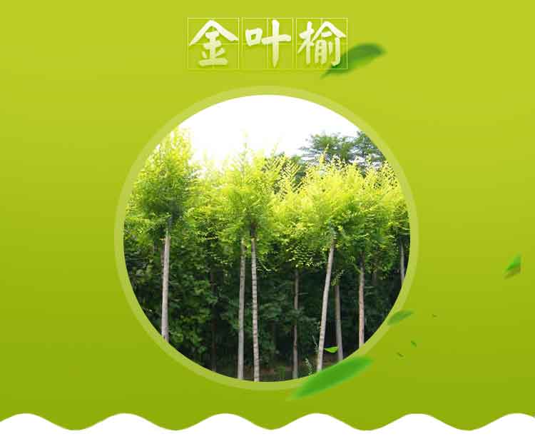 河北金葉榆種植地_河北金葉榆培育地_河北金葉榆批發(fā)商_河北金葉榆