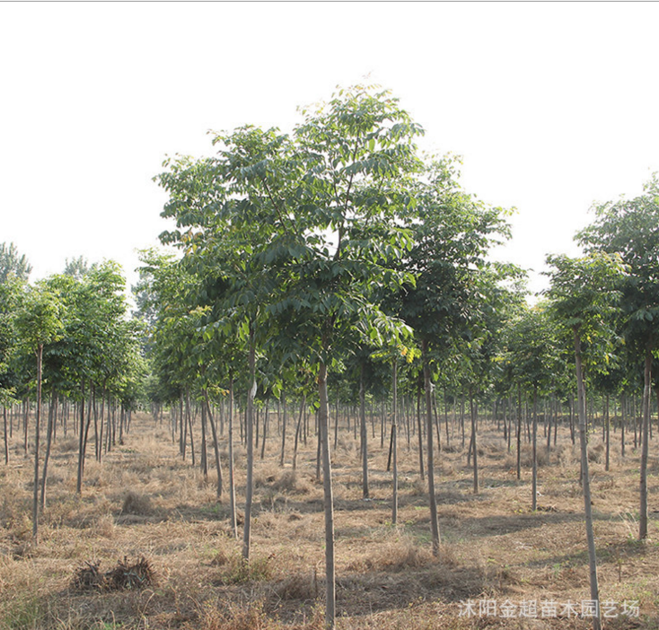 基地綠化工程苗 欒樹(shù)小苗行道樹(shù)欒樹(shù)苗 黃山欒樹(shù) 規(guī)格全 觀(guān)葉植物