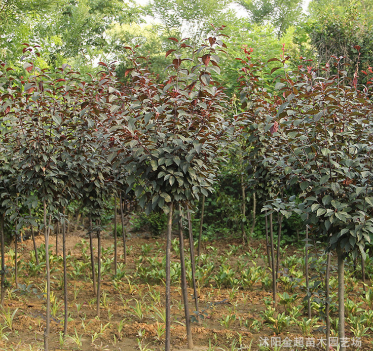 速生紫葉李樹(shù)苗直銷 紅葉李苗 規(guī)格全 基地工程綠化苗木 道路綠化