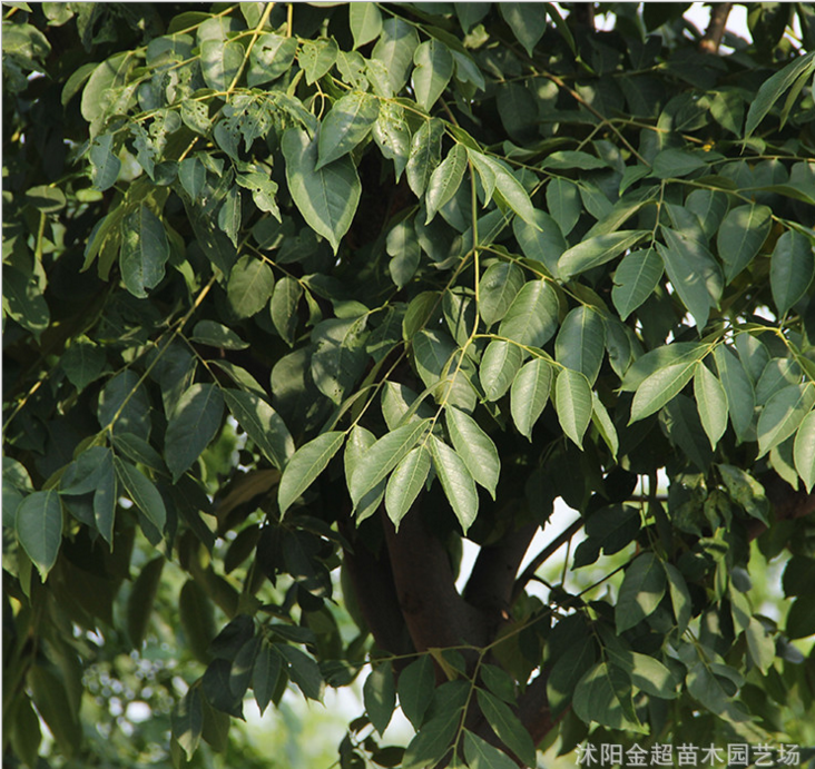 基地綠化工程苗 欒樹(shù)小苗行道樹(shù)欒樹(shù)苗 黃山欒樹(shù) 規(guī)格全 觀(guān)葉植物