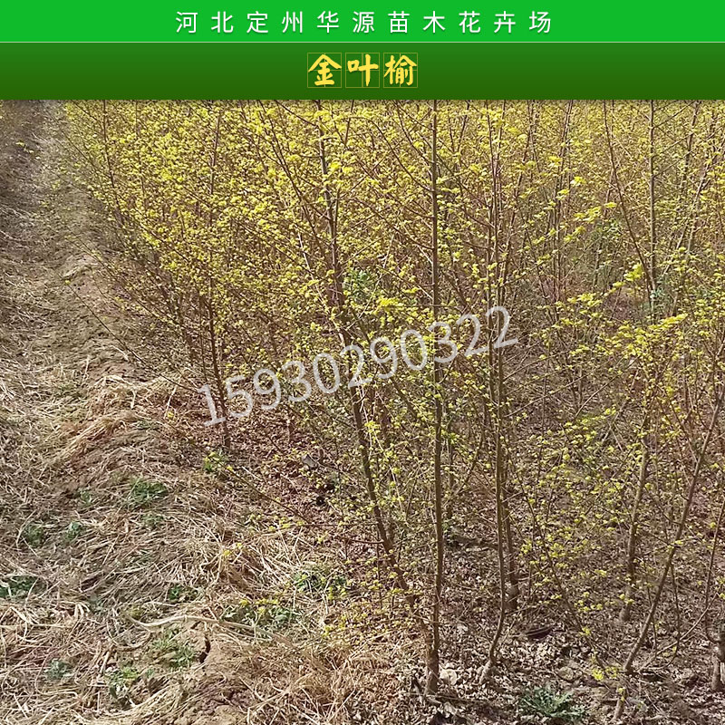 金葉榆價格怎樣培育小苗供應(yīng)商，河北金葉榆批發(fā)市場