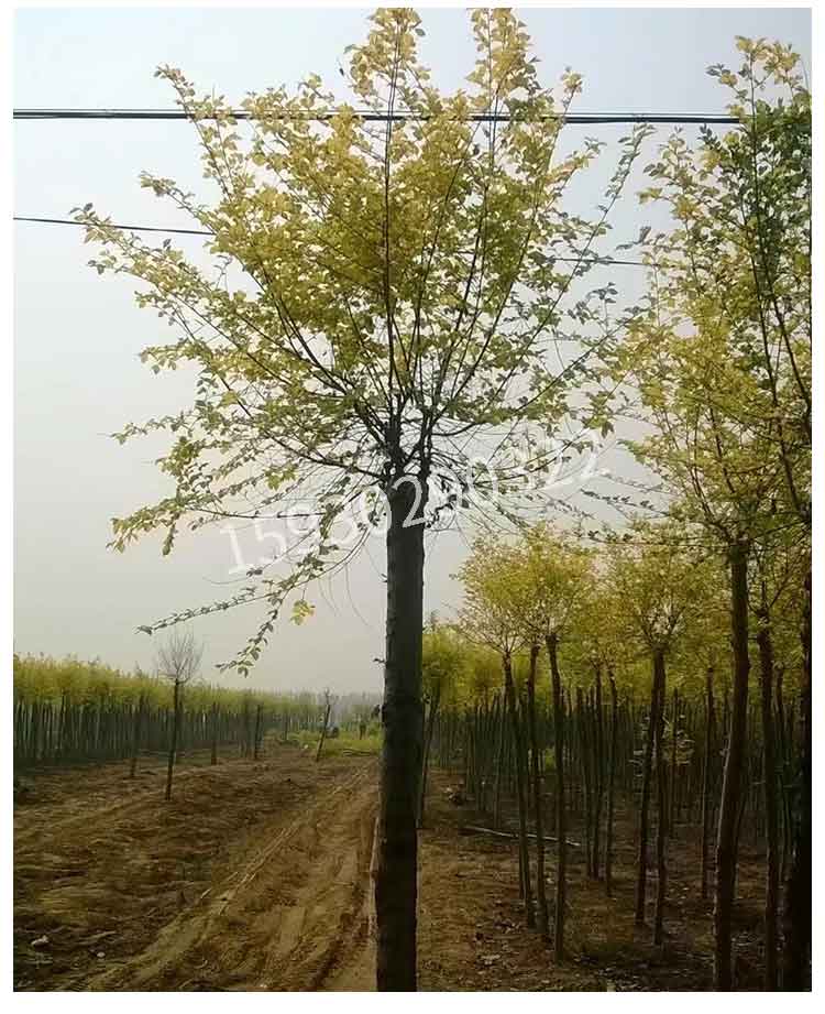 河北金葉榆種植地_河北金葉榆培育地_河北金葉榆批發(fā)商_河北金葉榆