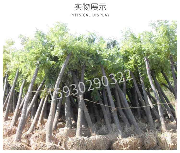 金葉槐苗種植_河北金葉槐苗種植基地_金葉槐苗種植供貨商_金葉槐苗