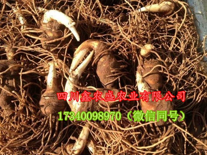 供應重樓種子、重樓種苗、重樓種塊莖，包技術，包回收 重樓、七葉一枝花