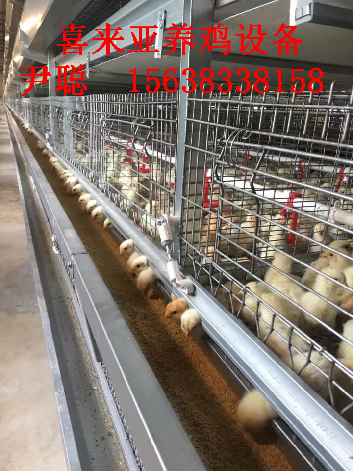H型層疊式蛋雞籠*型好用的雞籠，智能型蛋雞籠全自動化養(yǎng)雞設(shè)備