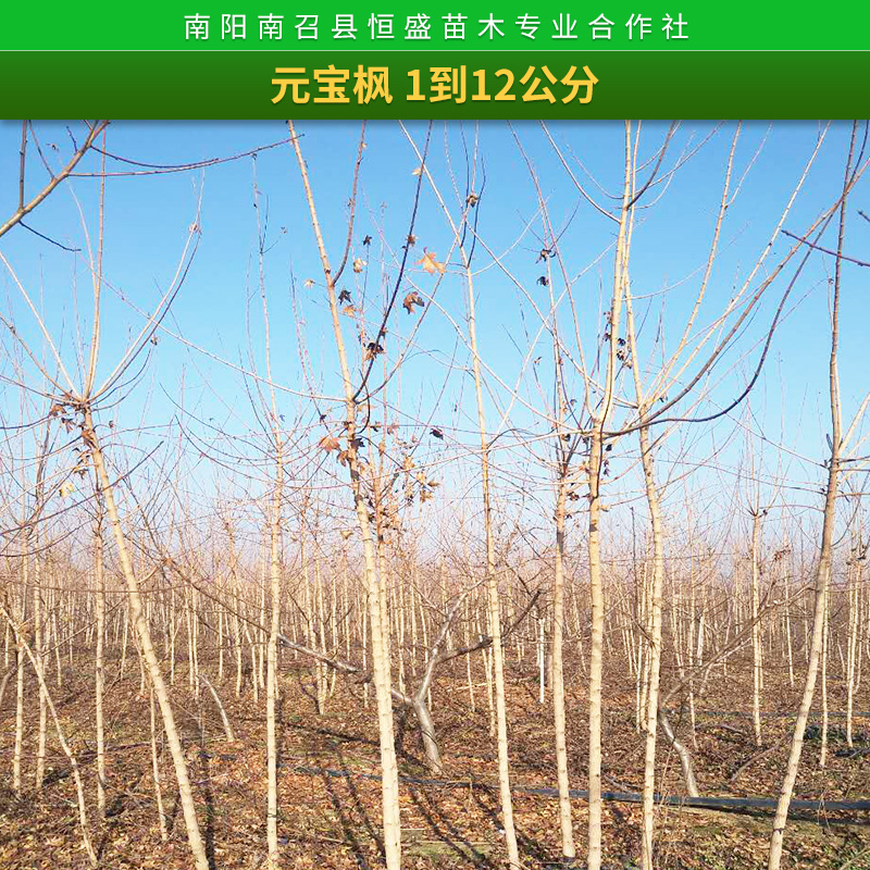 盆景基地南陽榔榆盆景玉蘭盆景