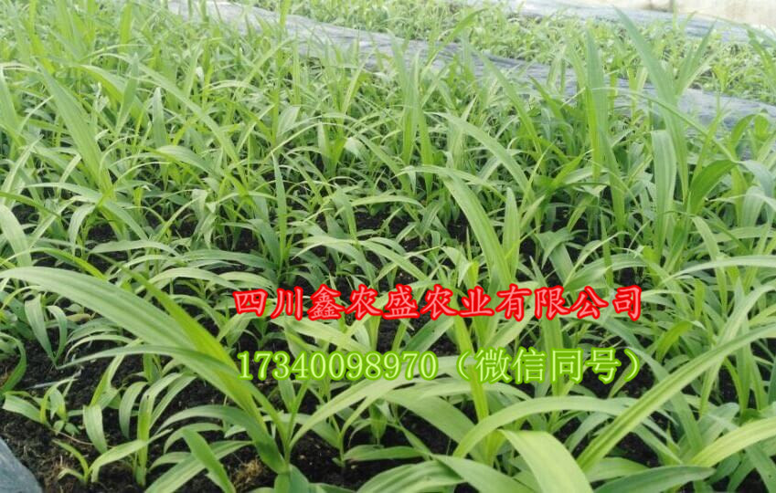 四川白芨種植基地，長(zhǎng)期供應(yīng)紫花三叉白芨種苗 白芨種子 白芨種塊莖