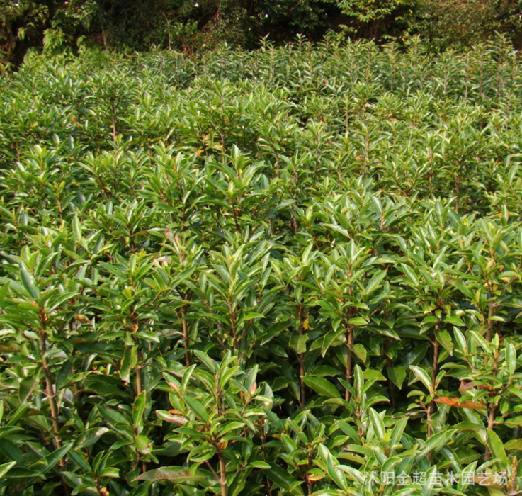 經(jīng)鑒定法國冬青苗 冬青樹苗珊瑚樹苗做籬笆圍墻批發(fā) 法青 規(guī)格全