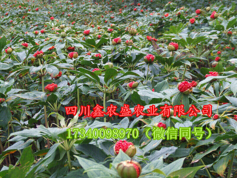 供應重樓種子、重樓種苗、重樓種塊莖，包技術，包回收 重樓、七葉一枝花