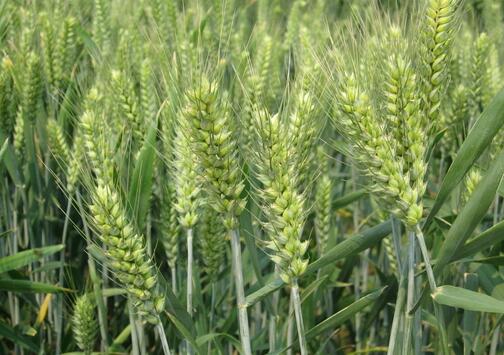 山東小麥銷(xiāo)售，山東小麥種植