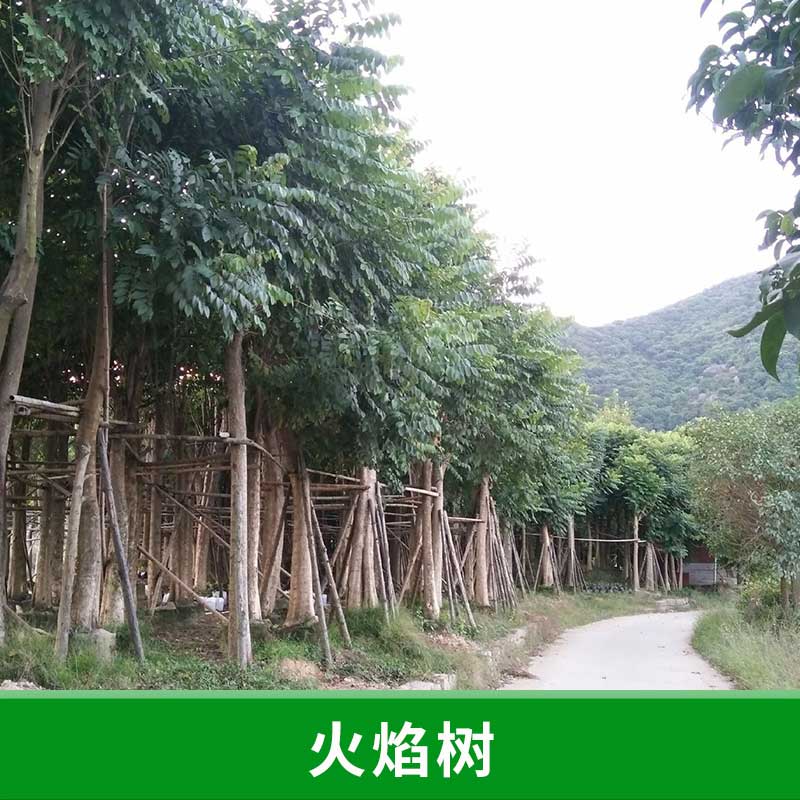 工程綠化苗木直銷 火焰木樹苗 火焰樹 規(guī)格齊全 園林道路綠化
