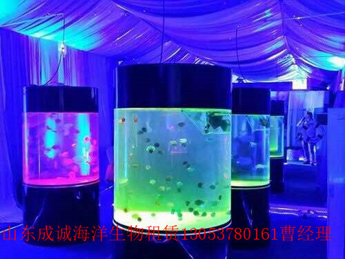 海洋生物展覽租賃|專業(yè)魚缸展出租海洋主題造景布置