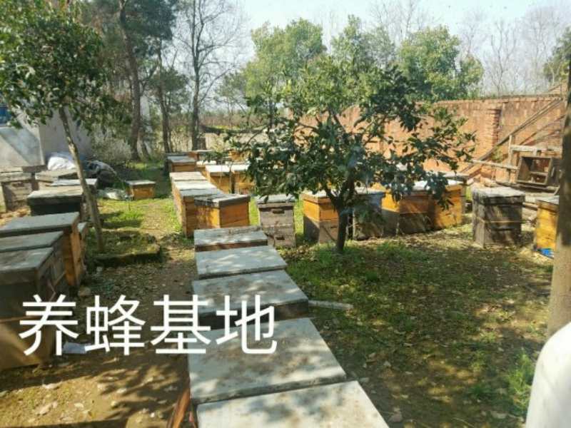蜜蜂養(yǎng)殖