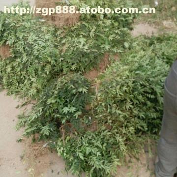 河南花椒苗 河南花椒苗價格