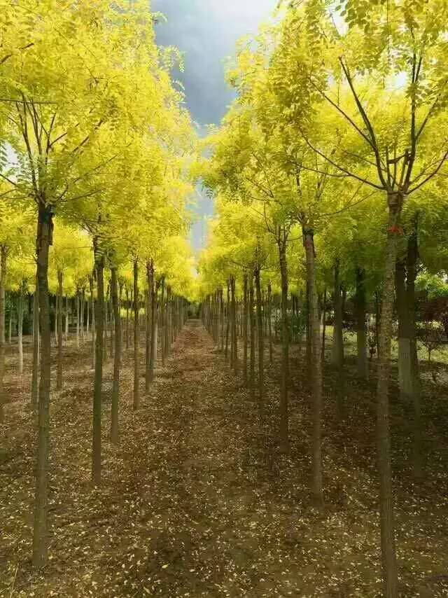 *銷售：金葉槐價格，矮接金葉槐，河北金葉槐. 衡水金葉槐