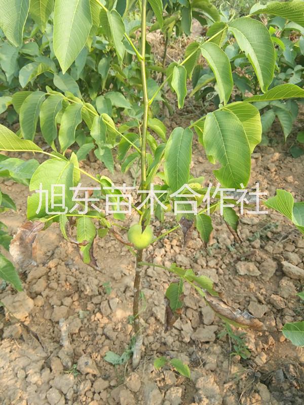 核桃樹苗，清香薄殼核桃苗價格，嫁接成品核桃樹苗報價，山西核桃苗